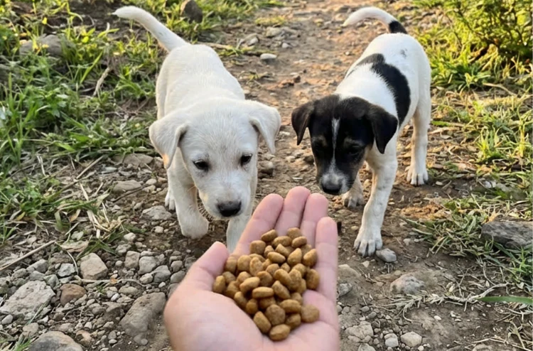 Más de 5.000 comidas entregadas